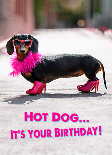 Hot Dog Wienerful Funny Birthday   A funny birthday card of a dachshund wearing sunglasses a boa and high heels. | happy birthday dog k9 canine boa sunglasses dachshund hot dog hope funny humorous Hope it's wienerful in every way!